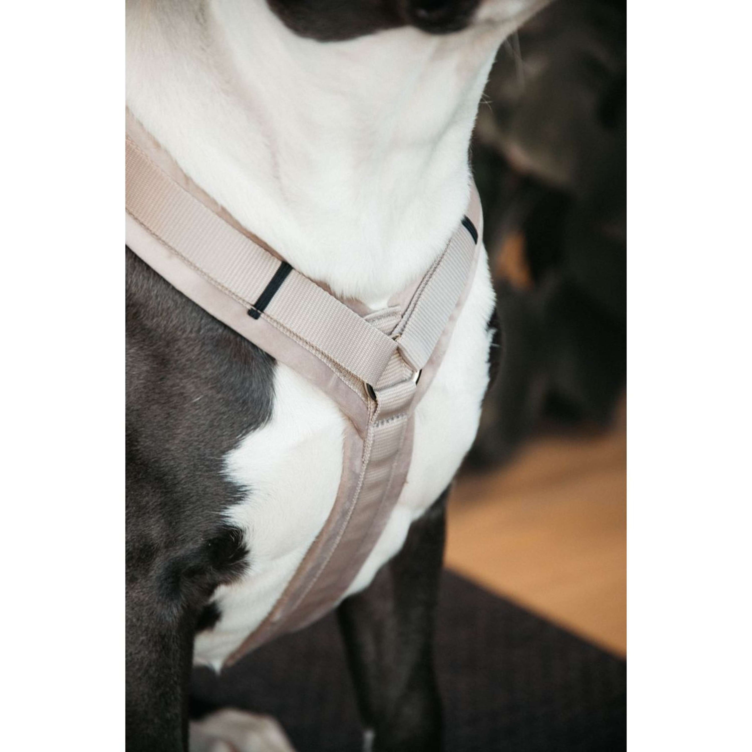 Kentucky Dogwear Arnés Active Velvet Beige Kentucky Dogwear Arnés Active Velvet Beige