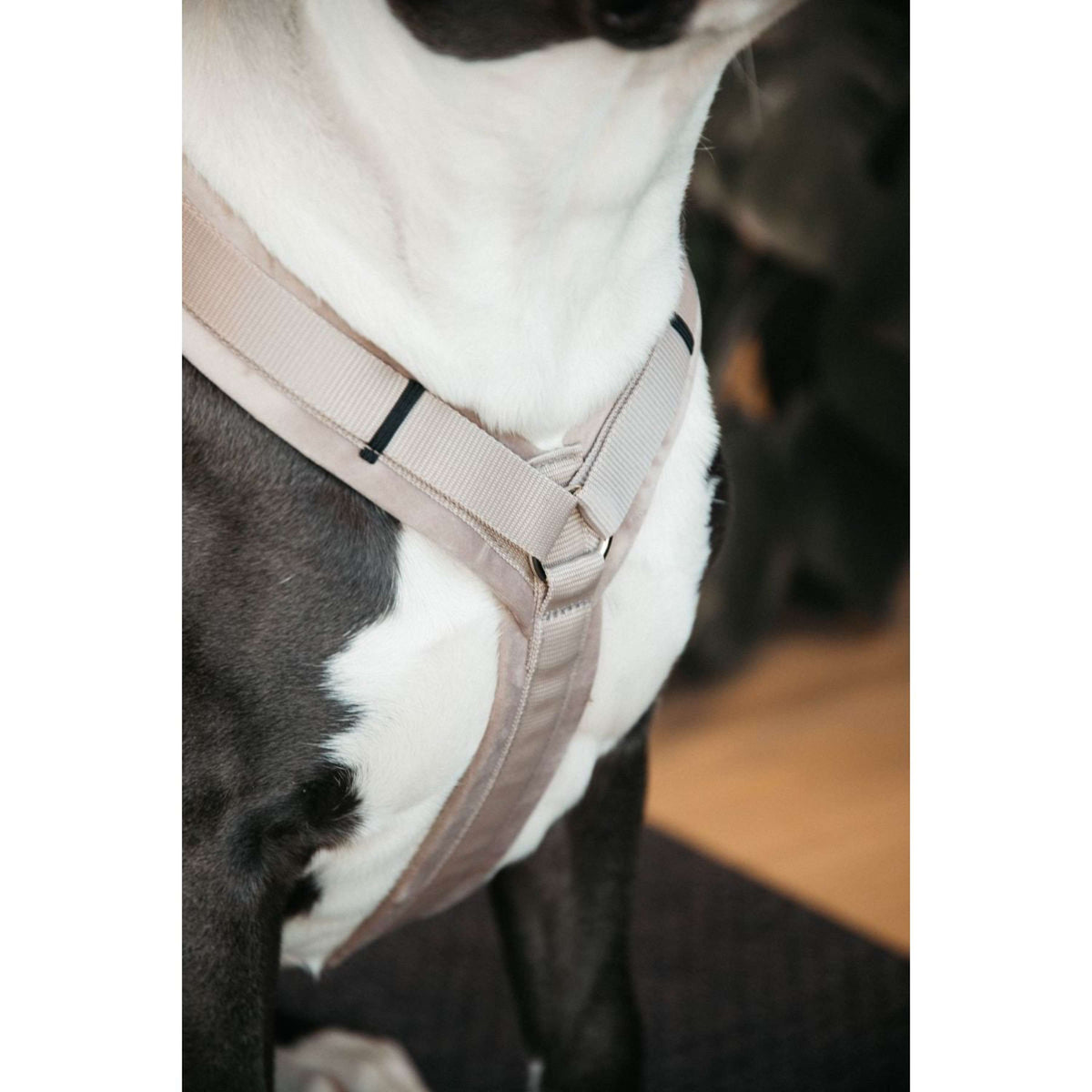 Kentucky Dogwear Arnés Active Velvet Beige