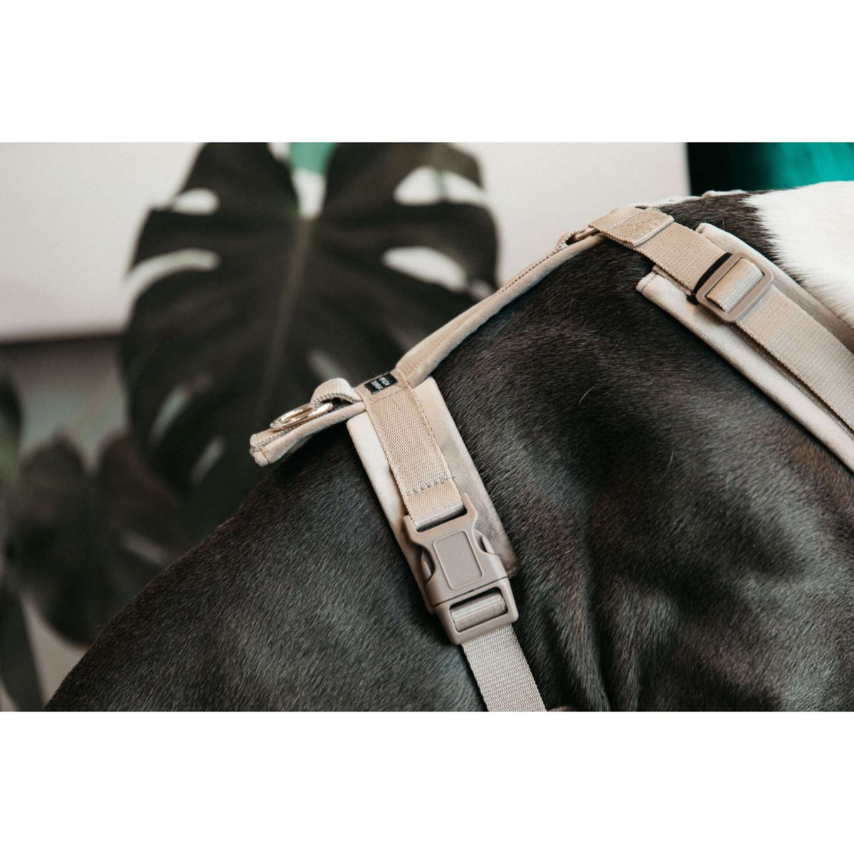 Kentucky Dogwear Arnés Active Velvet Beige