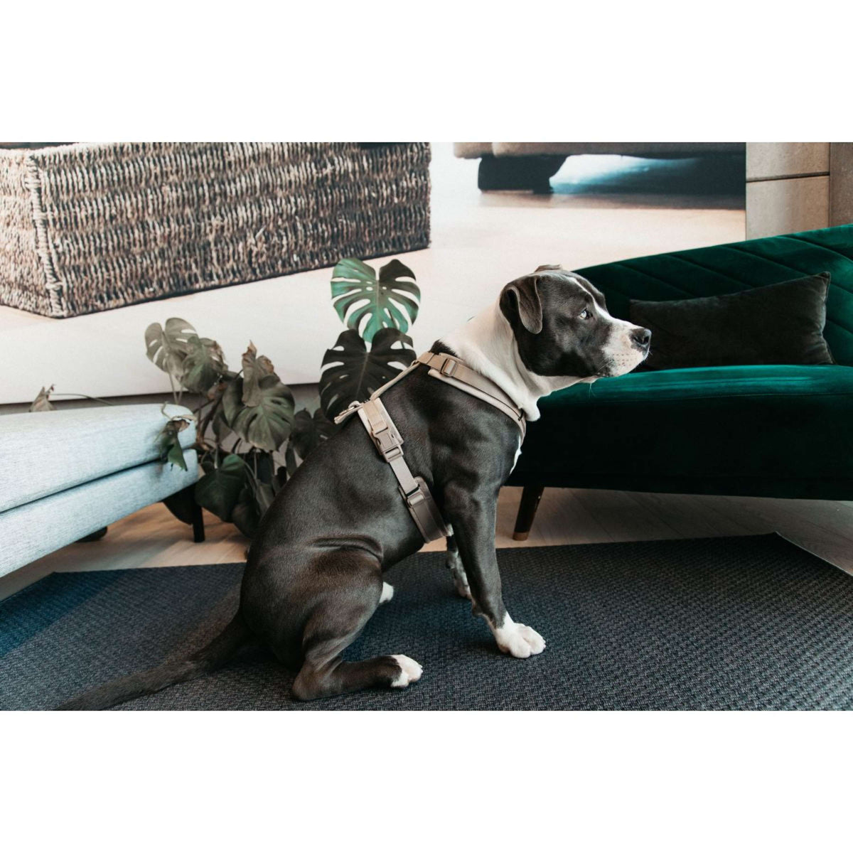 Kentucky Dogwear Arnés Active Velvet Beige
