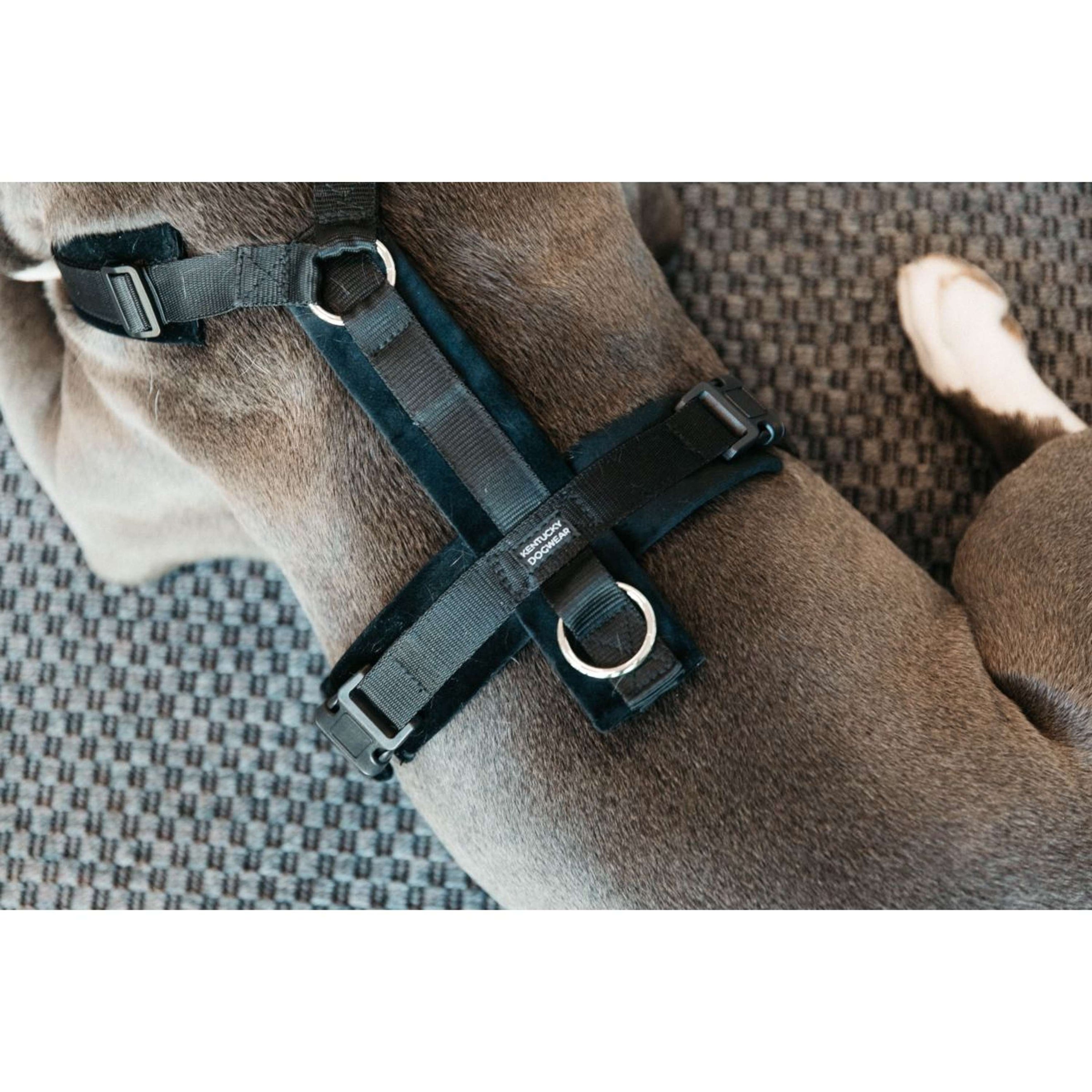 Kentucky Dogwear Arnés Active Velvet Negro Kentucky Dogwear Arnés Active Velvet Negro
