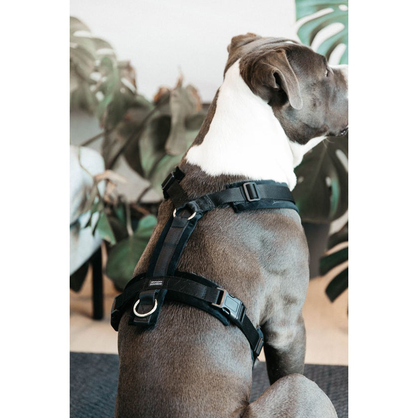 Kentucky Dogwear Arnés Active Velvet Negro