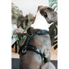 Kentucky Dogwear Arnés Active Velvet Negro