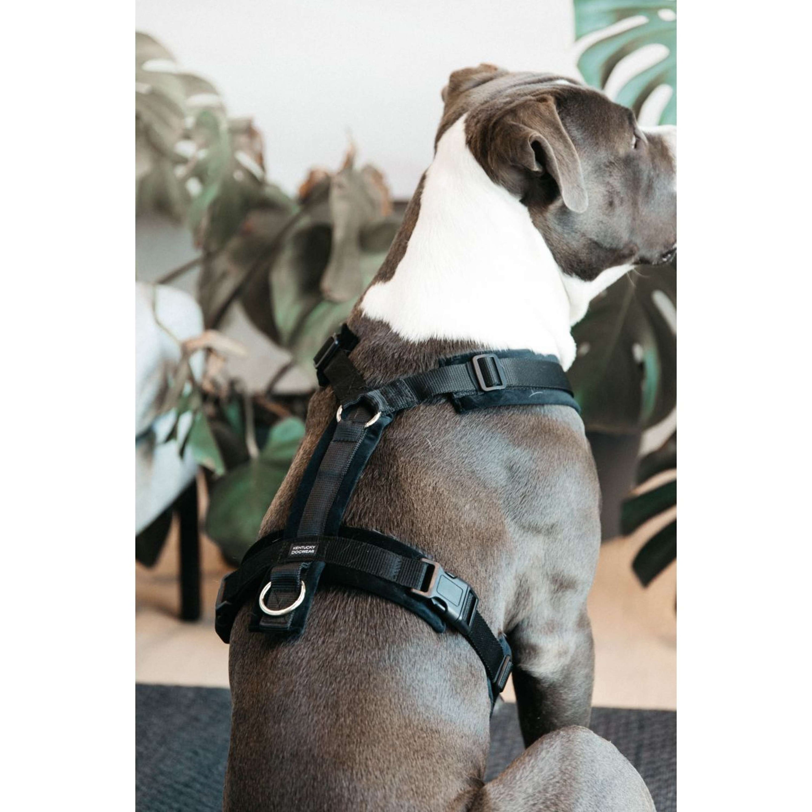 Kentucky Dogwear Arnés Active Velvet Negro Kentucky Dogwear Arnés Active Velvet Negro