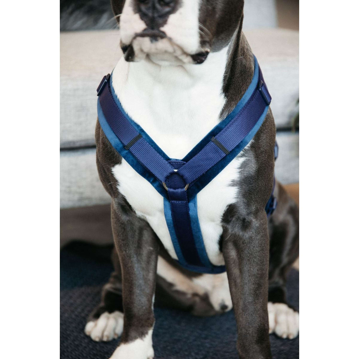 Kentucky Dogwear Arnés Active Velvet Navy