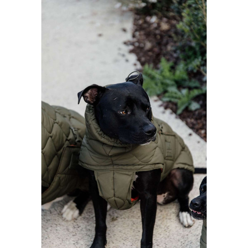 Kentucky Dogwear Manta para Perros Winter Pina 160g Pine Green