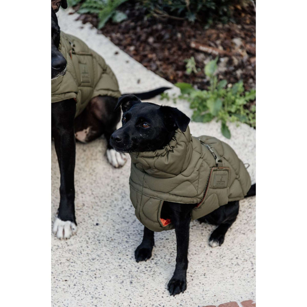Kentucky Dogwear Manta para Perros Winter Pina 160g Pine Green