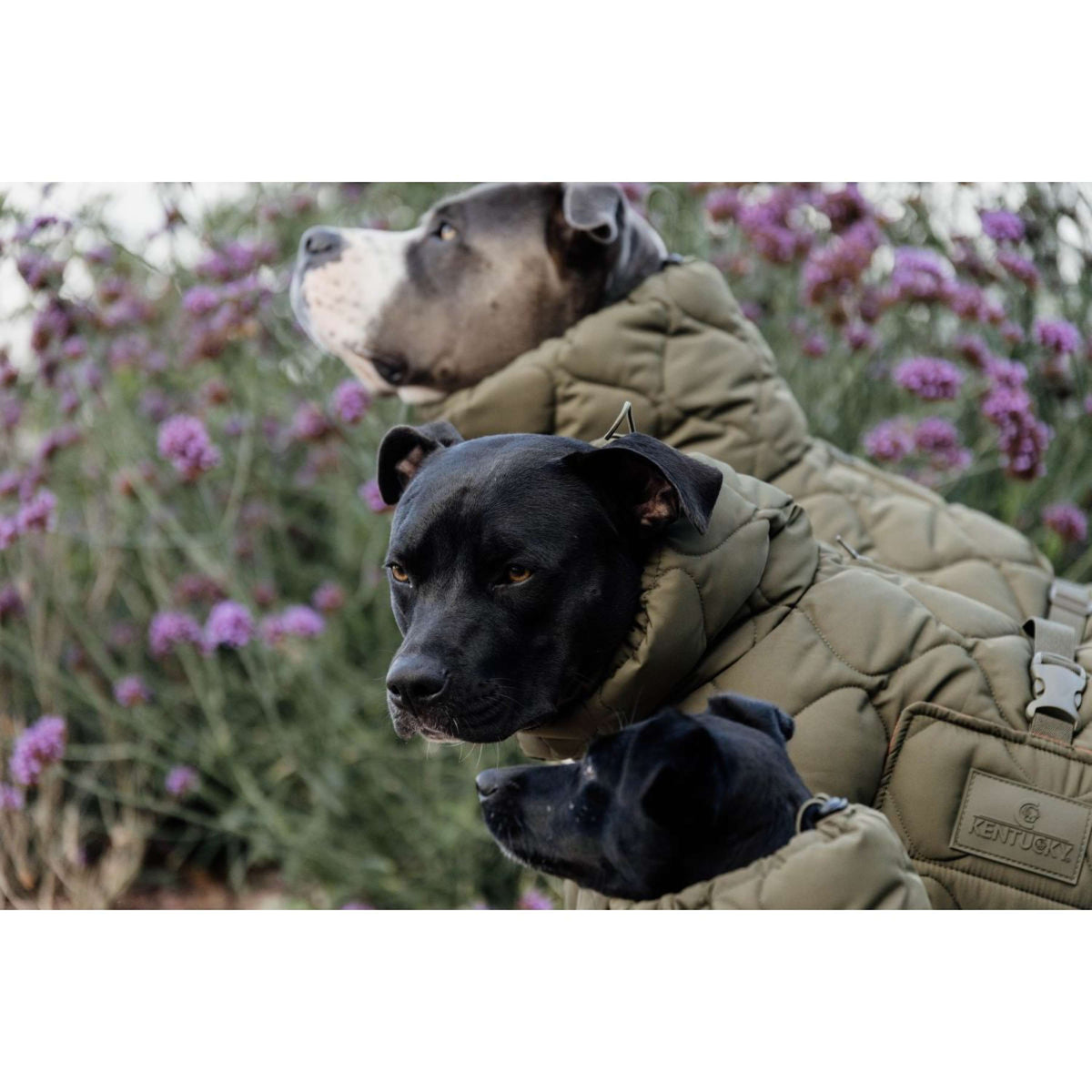 Kentucky Dogwear Manta para Perros Winter Pina 160g Pine Green