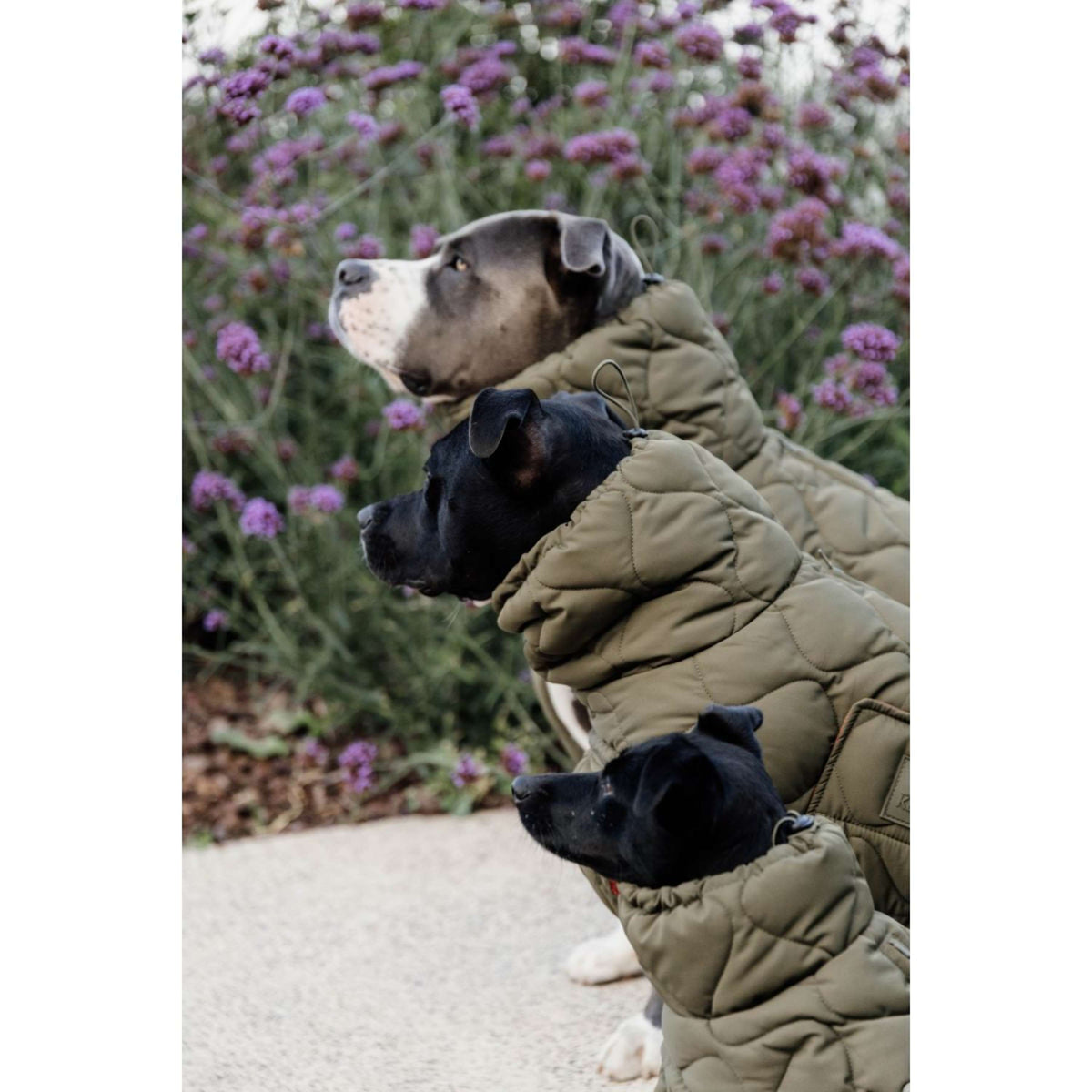 Kentucky Dogwear Manta para Perros Winter Pina 160g Pine Green