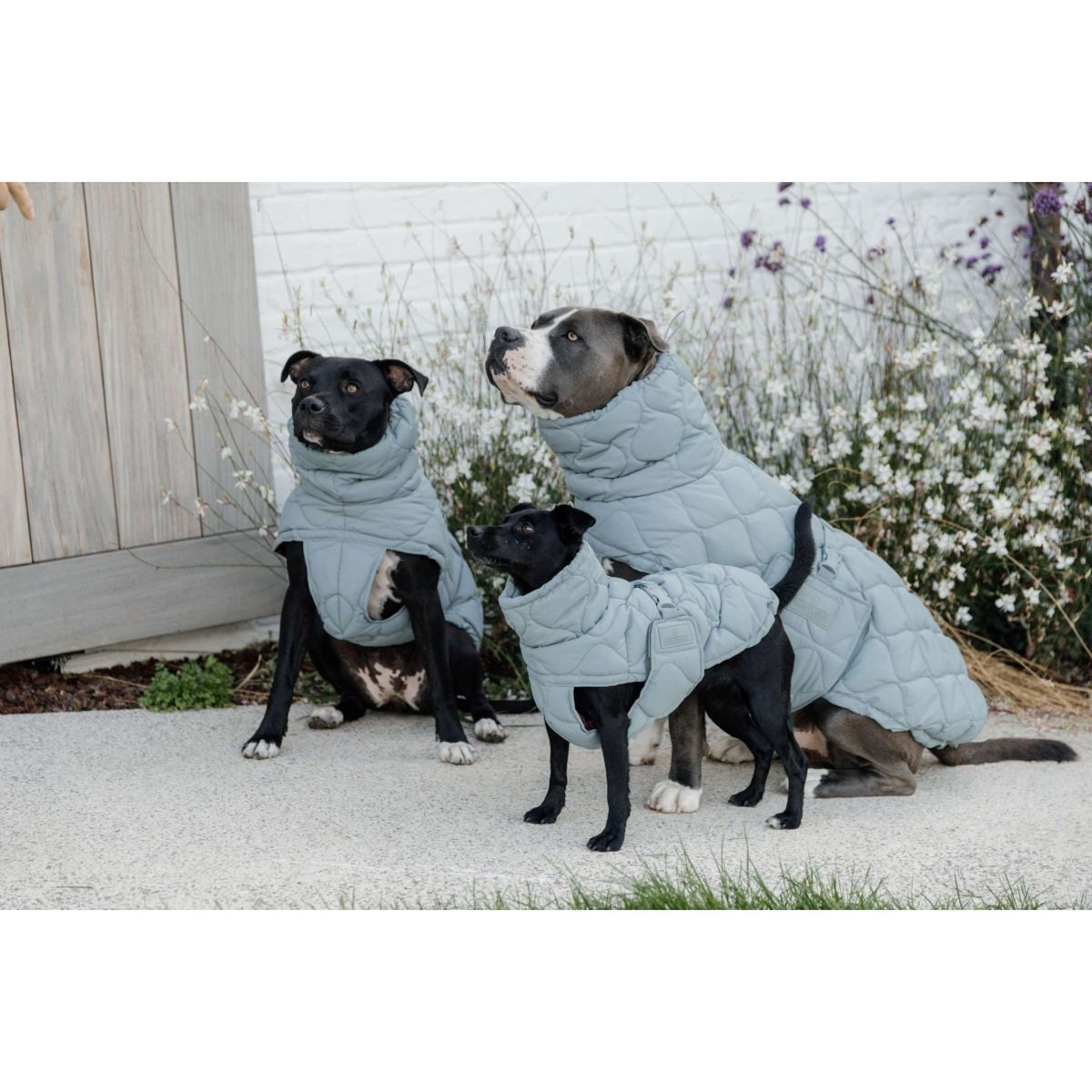 Kentucky Horsewear Manta para Perros Winter Pina 160g Dusty Blue