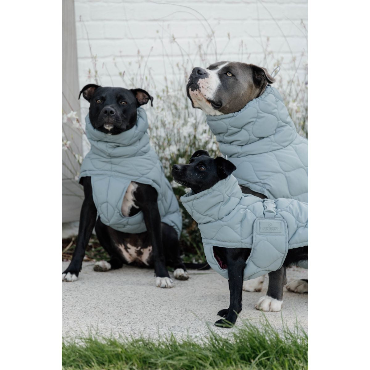 Kentucky Horsewear Manta para Perros Winter Pina 160g Dusty Blue