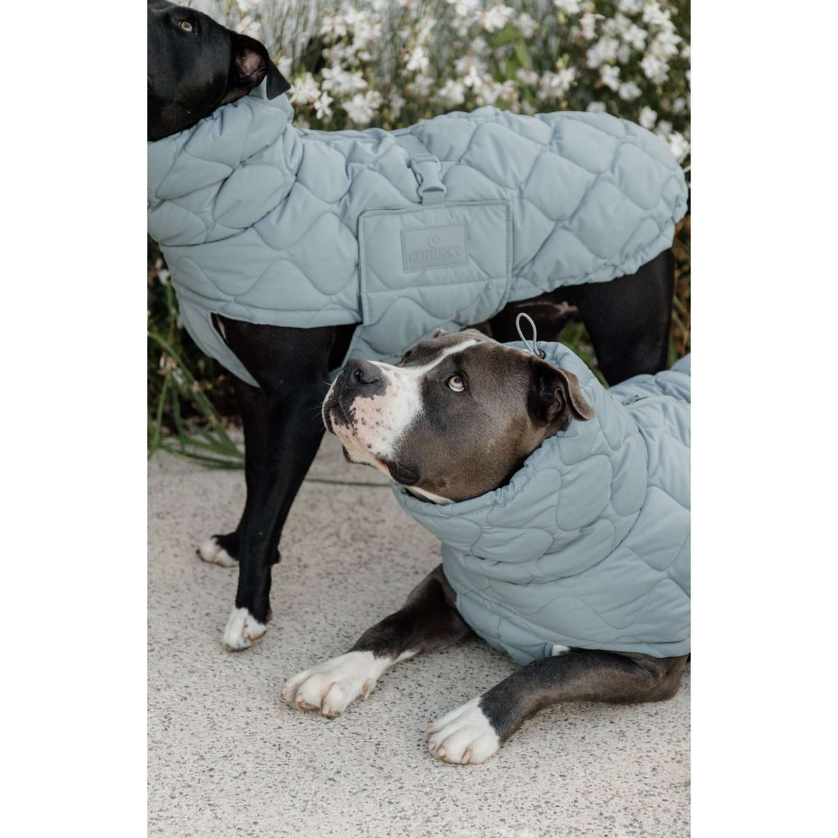 Kentucky Horsewear Manta para Perros Winter Pina 160g Dusty Blue
