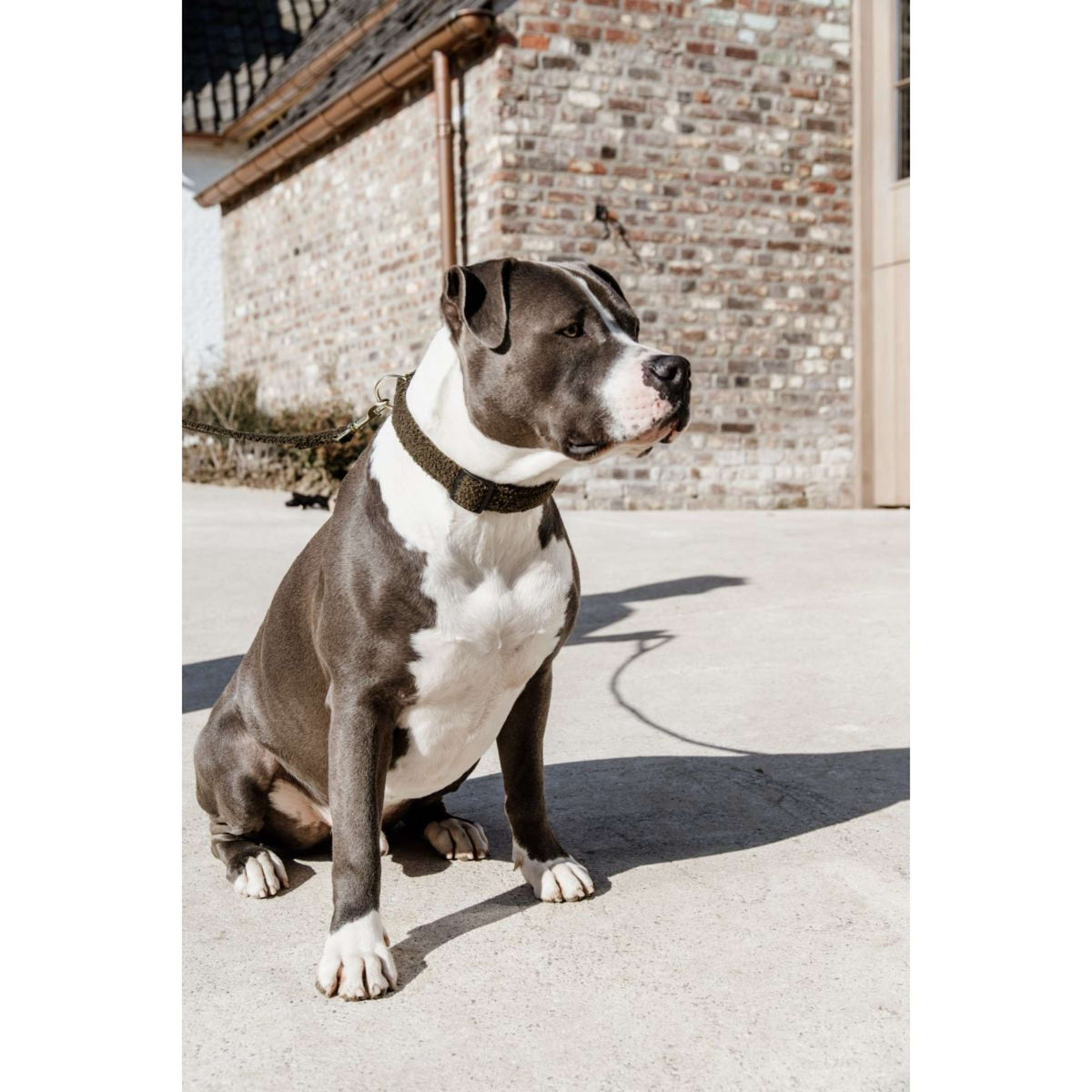 Kentucky Dogwear Halsband Teddy Fleece Pine Green