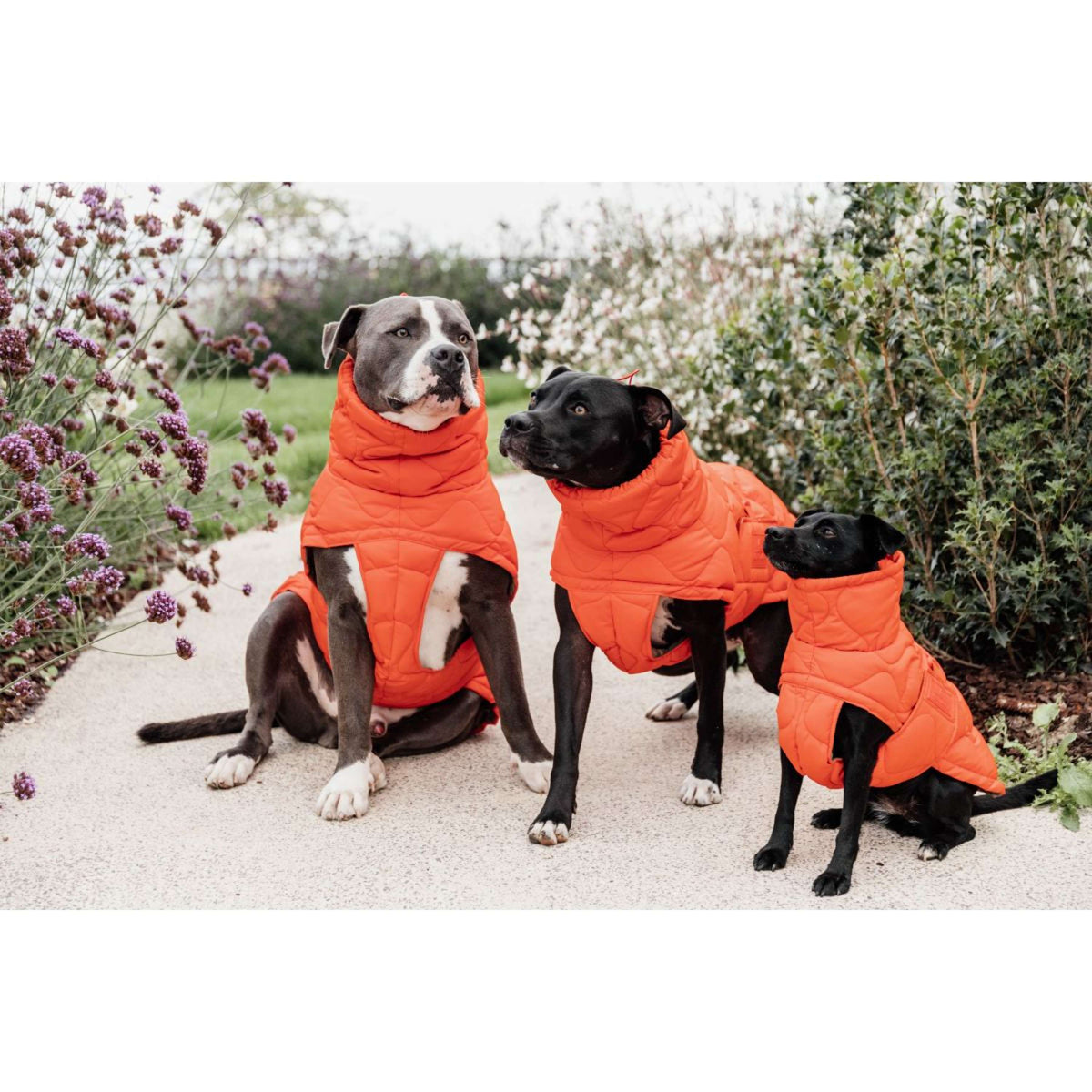 Kentucky Dogwear Manta para Perros Winter Pina 160g Naranja