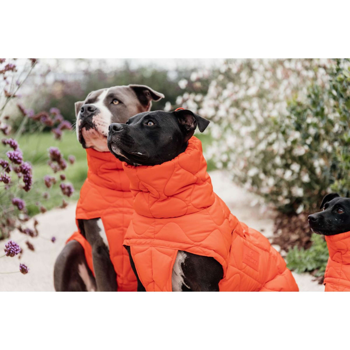 Kentucky Dogwear Manta para Perros Winter Pina 160g Naranja
