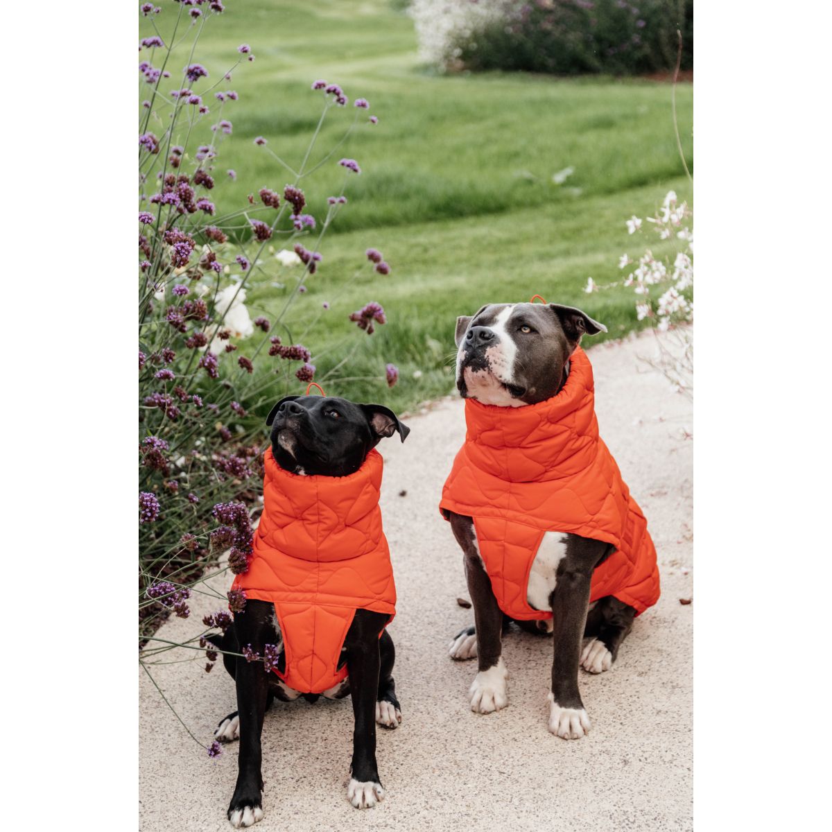 Kentucky Dogwear Manta para Perros Winter Pina 160g Naranja