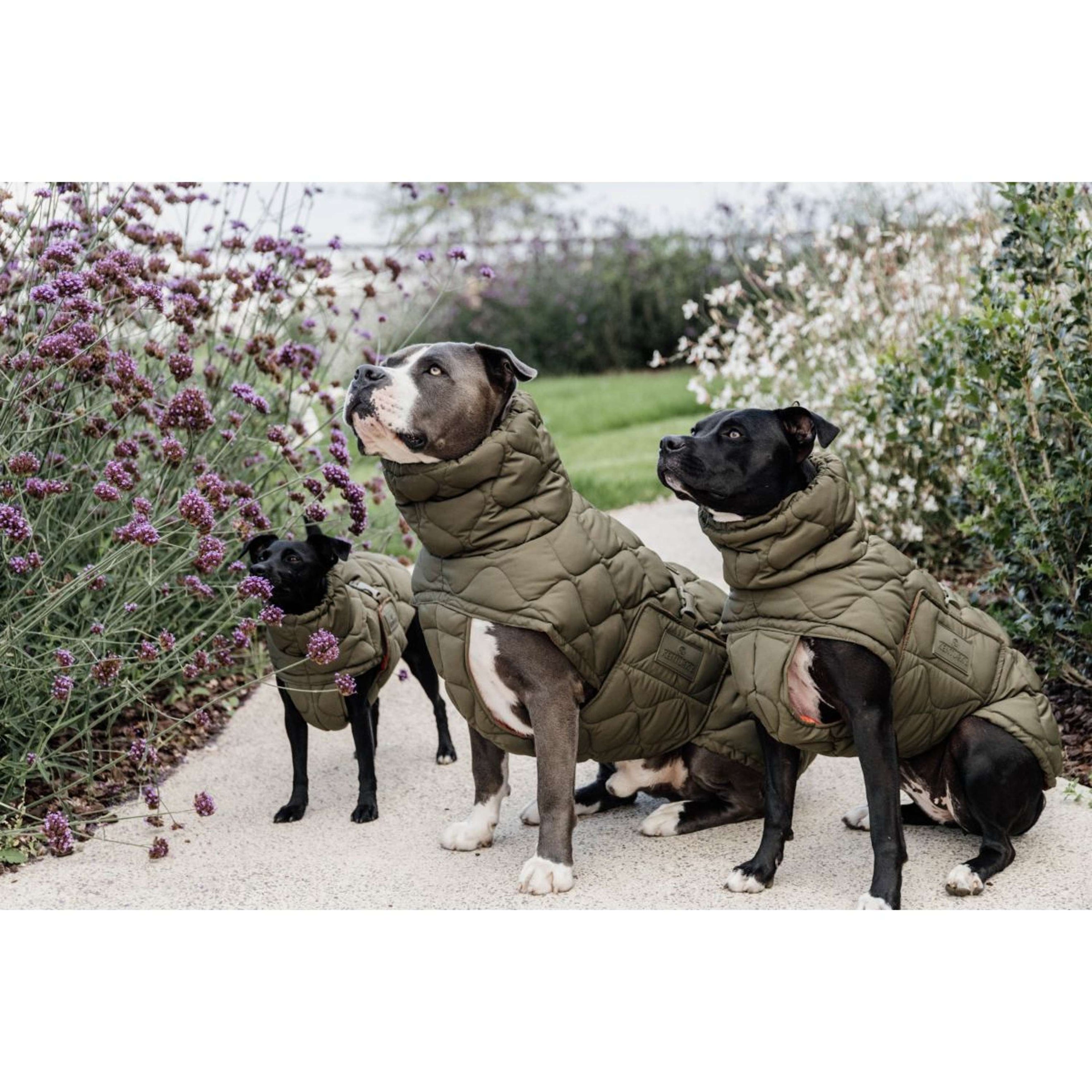 Kentucky Dogwear Manta para Perros Winter Pina 160g Pine Green Kentucky Dogwear Manta para Perros Winter Pina 160g Pine Green