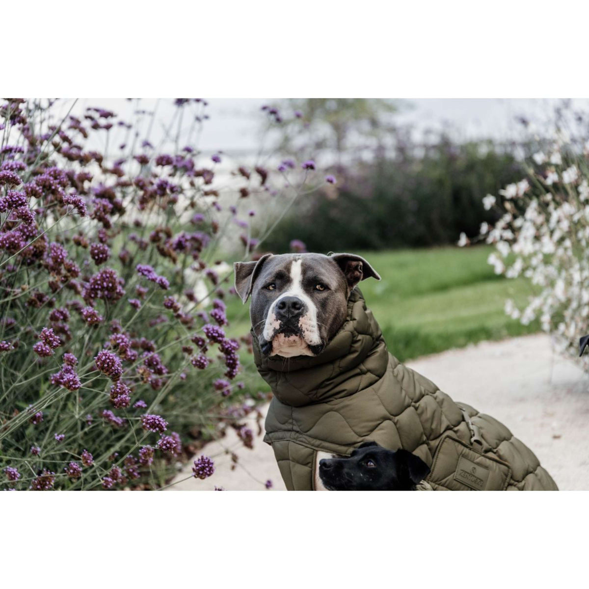 Kentucky Dogwear Manta para Perros Winter Pina 160g Pine Green