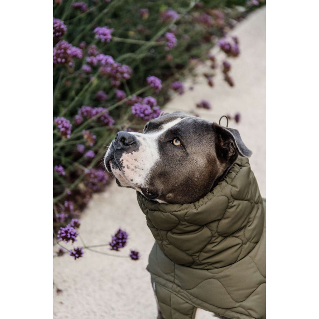 Kentucky Dogwear Manta para Perros Winter Pina 160g Pine Green
