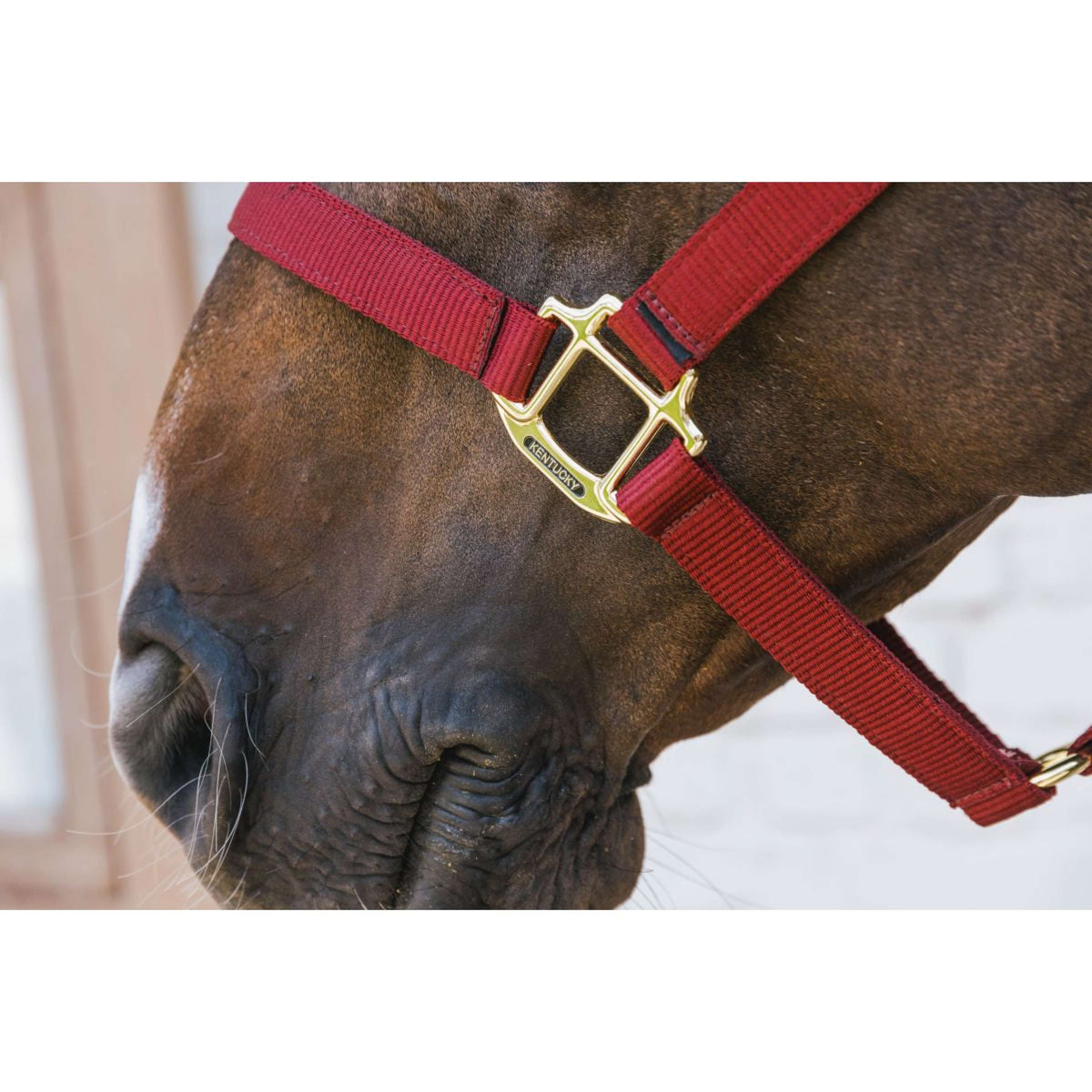 Kentucky Horsewear Cabezada Nylon Breakaway Bordeaux