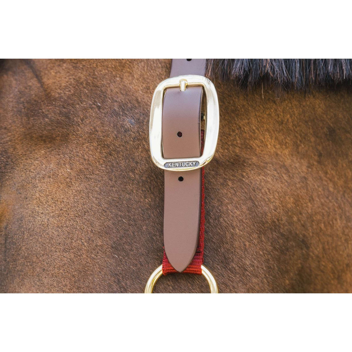 Kentucky Horsewear Cabezada Nylon Breakaway Bordeaux