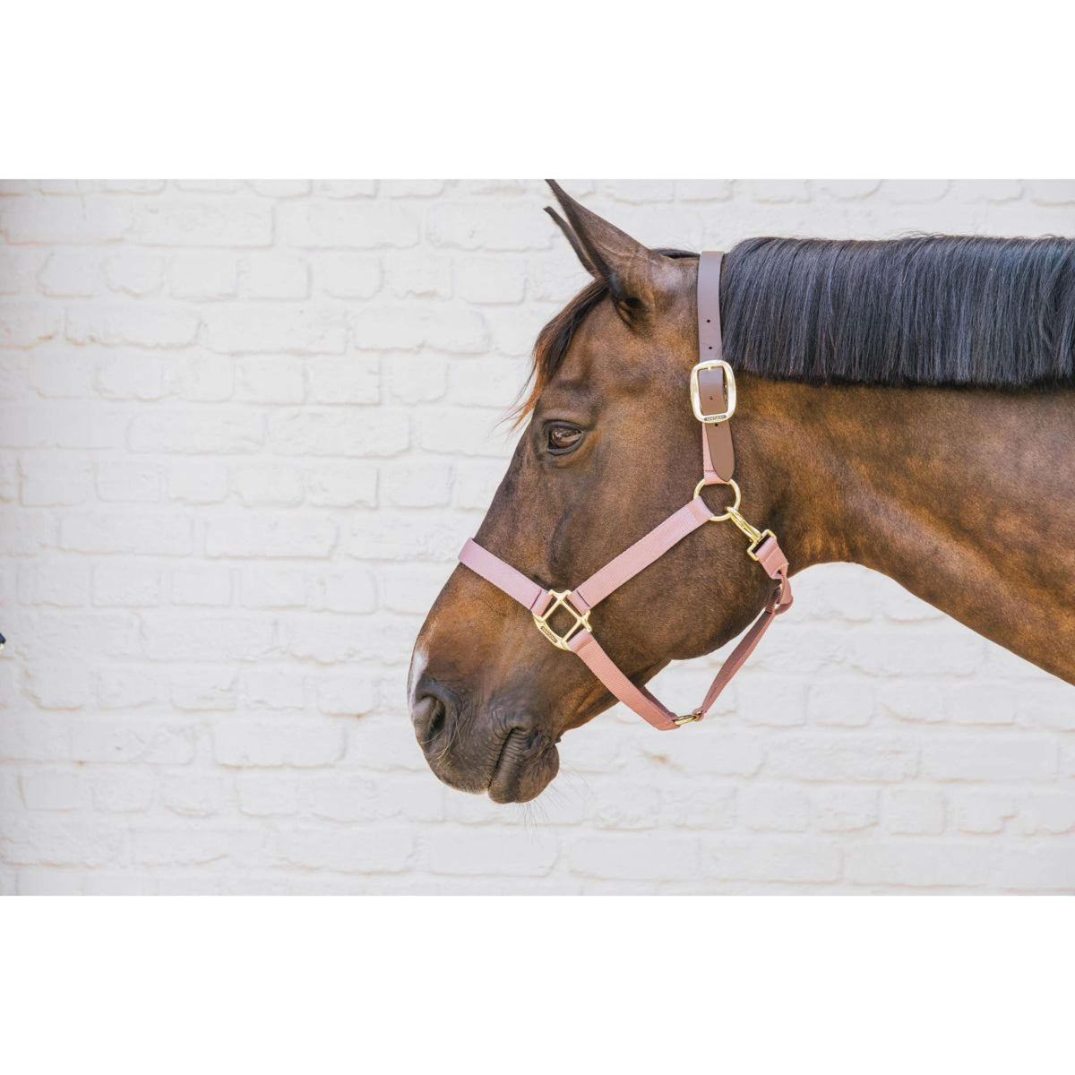 Kentucky Horsewear Cabezada Nylon Breakaway Rosa Viejo