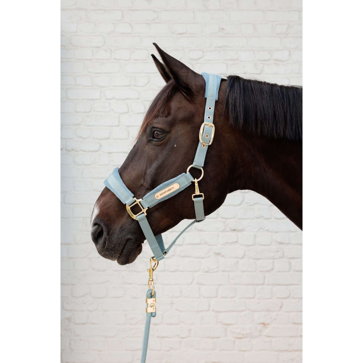 Kentucky Cabezada Velvet Azul claro