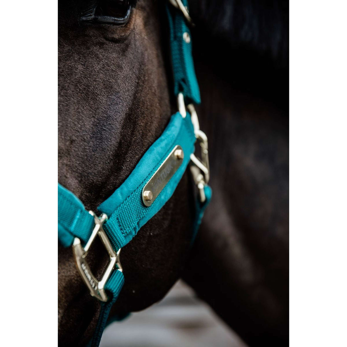 Kentucky Horsewear Cabezada Velvet Esmeralda