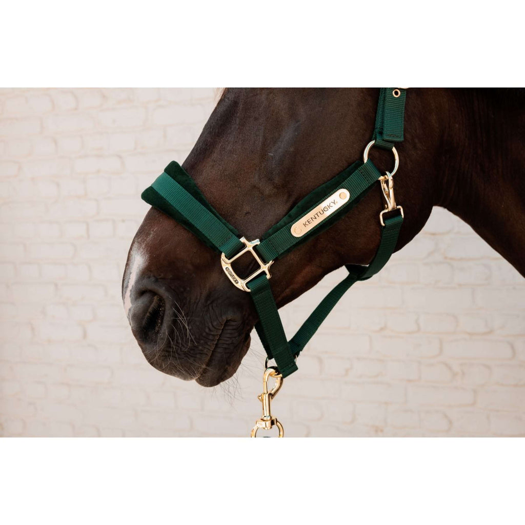 Kentucky Cabestro Velvet Pine Green