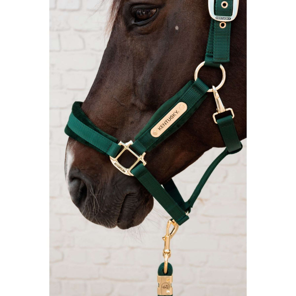 Kentucky Cabestro Velvet Pine Green