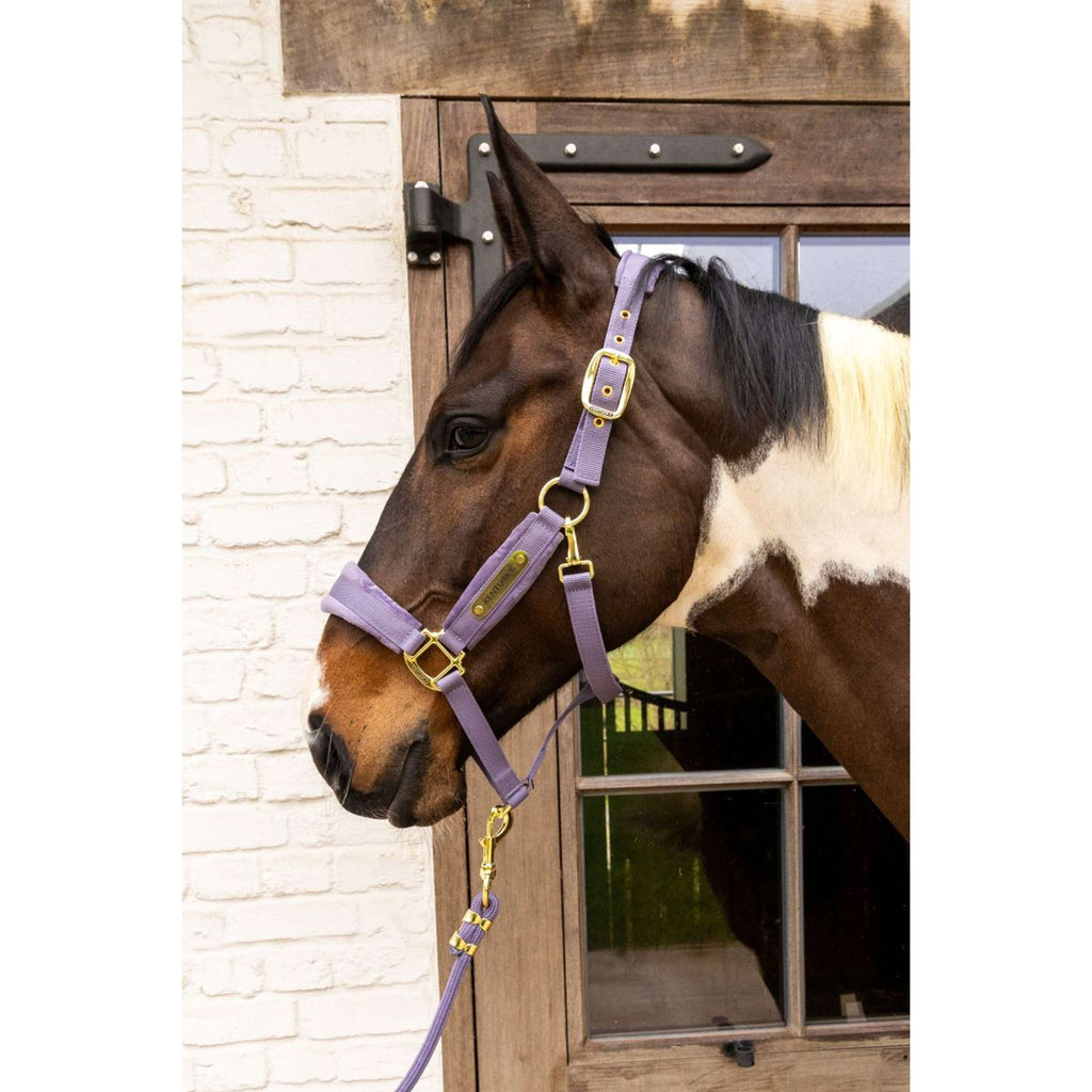 Kentucky Cabestro Velvet Morado