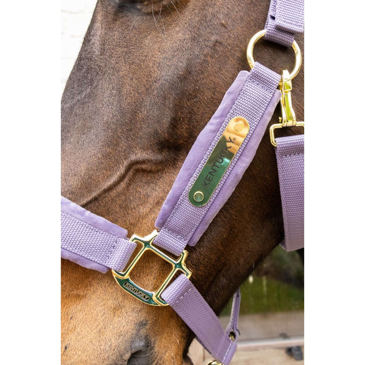 Kentucky Cabezada Velvet Morado