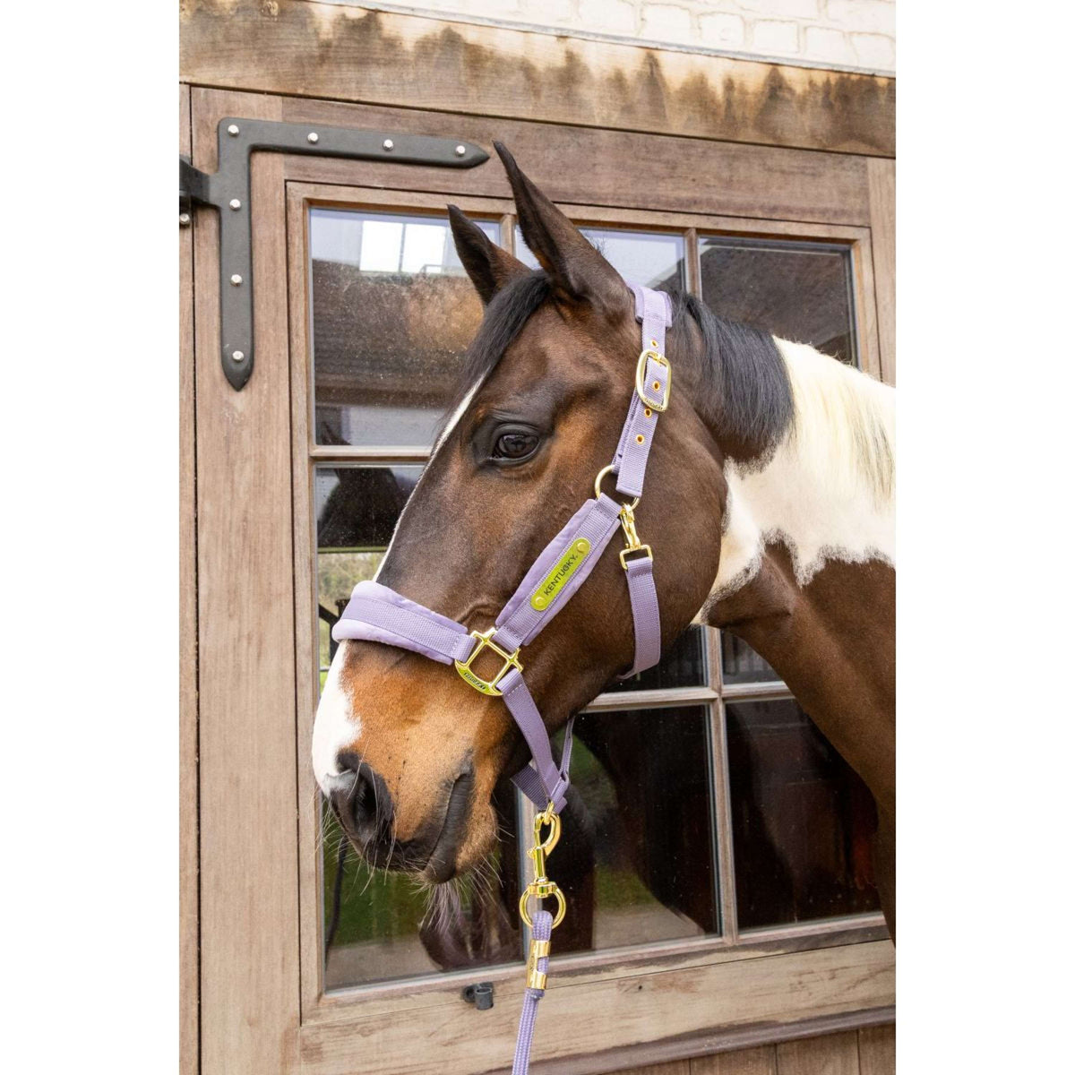 Kentucky Cabezada Velvet Morado