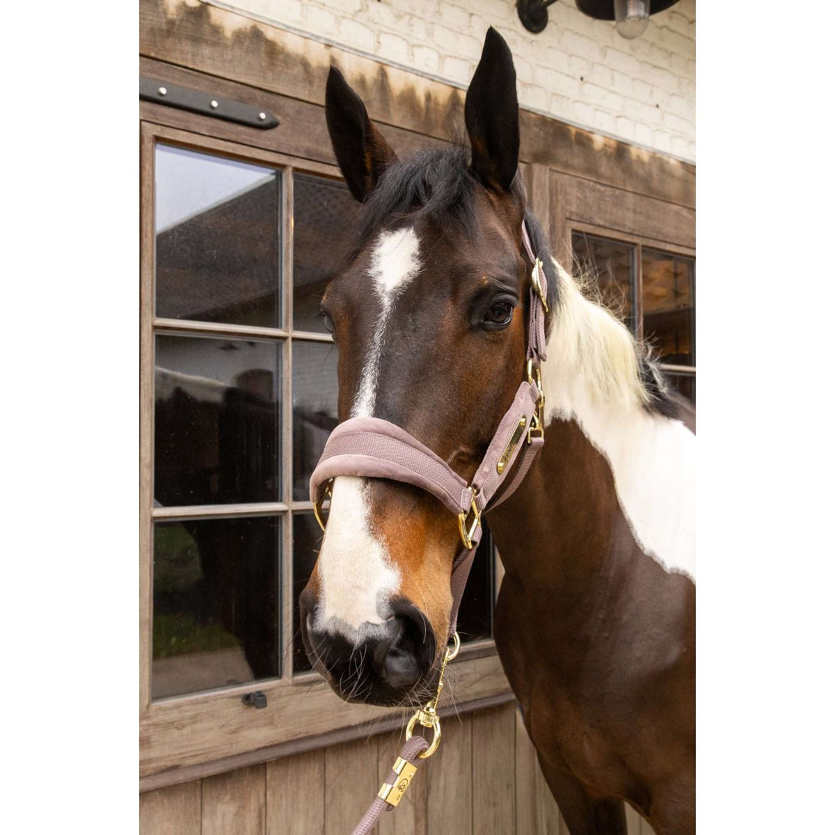 Kentucky Cabezada Velvet Lila