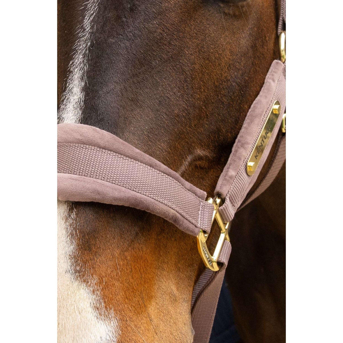 Kentucky Cabezada Velvet Lila