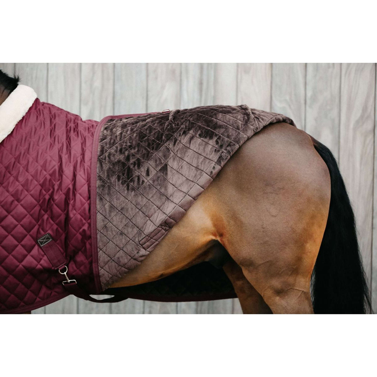 Kentucky Manta de exhibición 160g Bordeaux