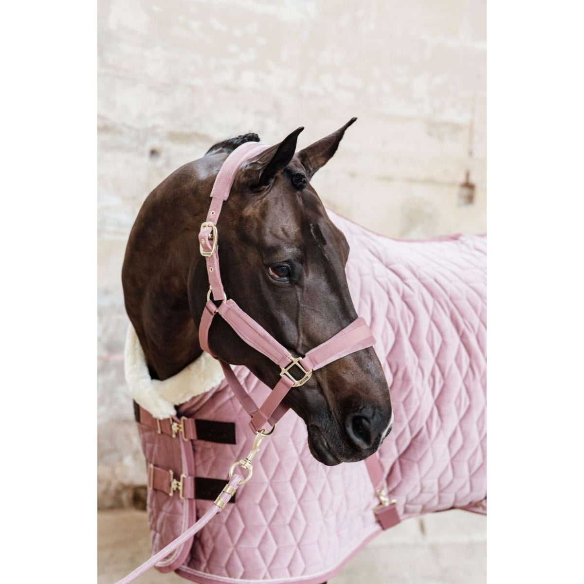Kentucky Horsewear Cabezada Velvet Rosa Viejo