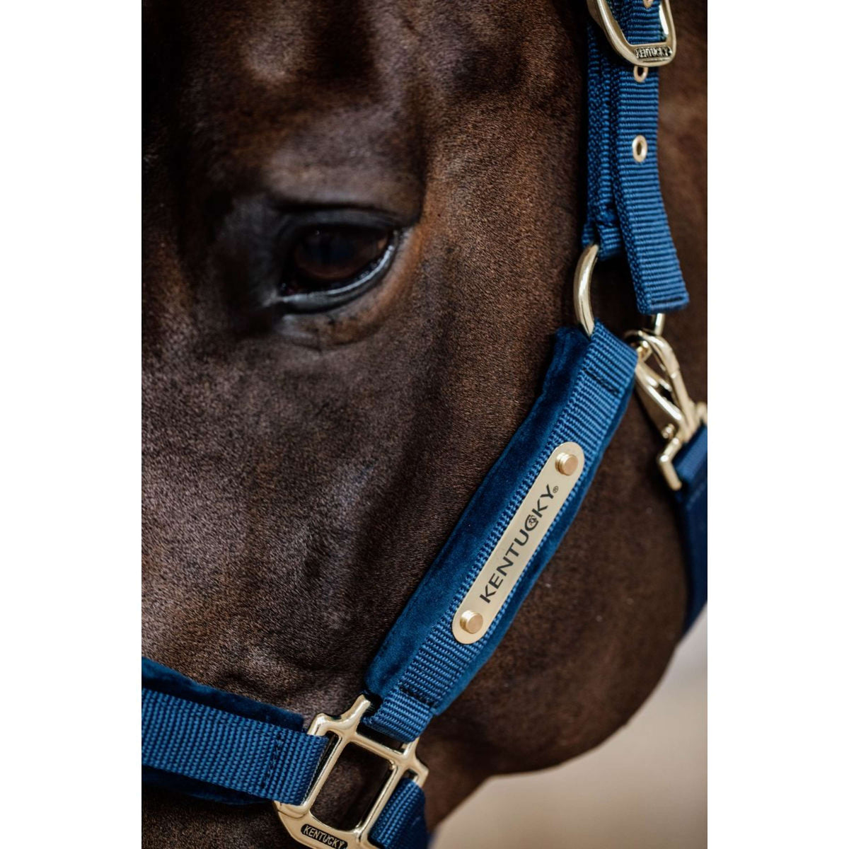 Kentucky Horsewear Cabezada Velvet Navy