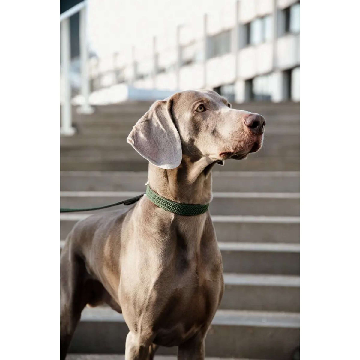 Kentucky Horsewear Halsband Perro Trenzado Nylon Verde Oliva