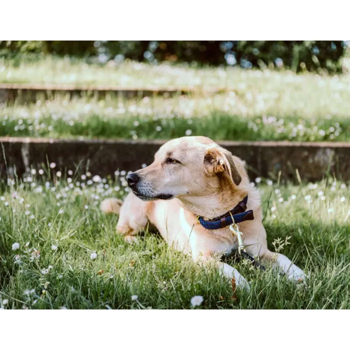 Kentucky Horsewear Halsband Perro Trenzado Nylon Navy