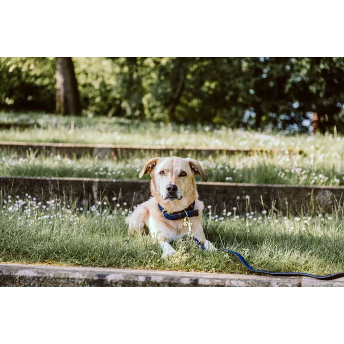 Kentucky Horsewear Halsband Perro Trenzado Nylon Navy