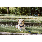 Kentucky Horsewear Halsband Perro Trenzado Nylon Navy
