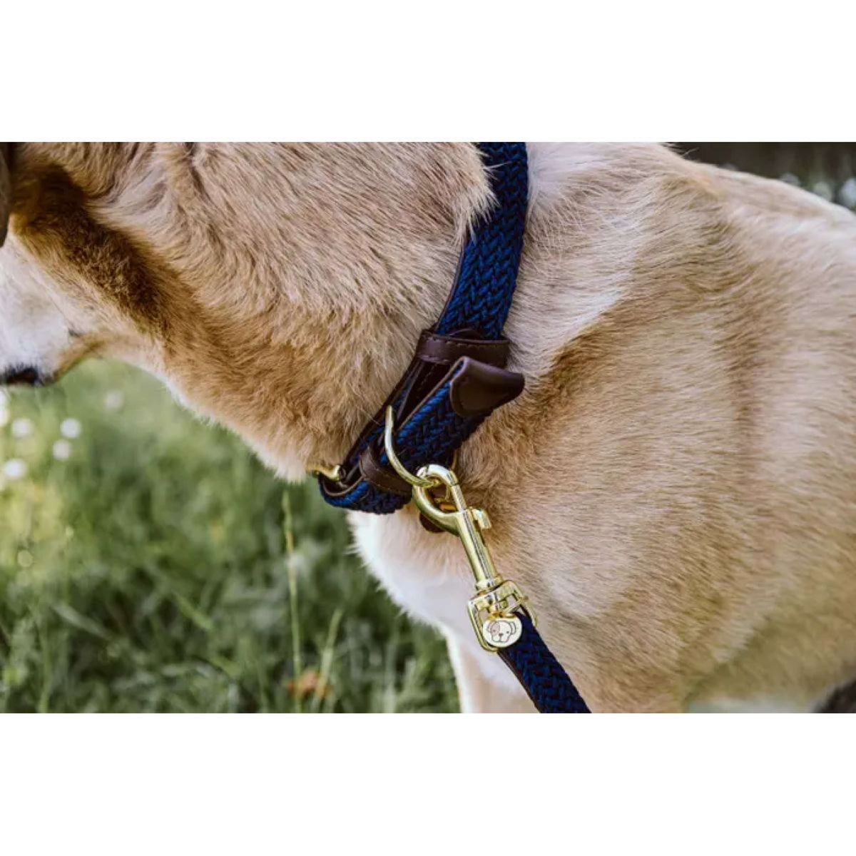 Kentucky Horsewear Halsband Perro Trenzado Nylon Navy