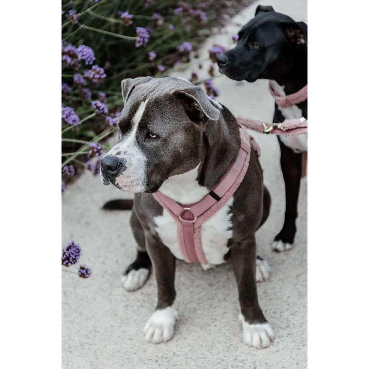Kentucky Dogwear Arnés Teddy Fleece Rosa Viejo