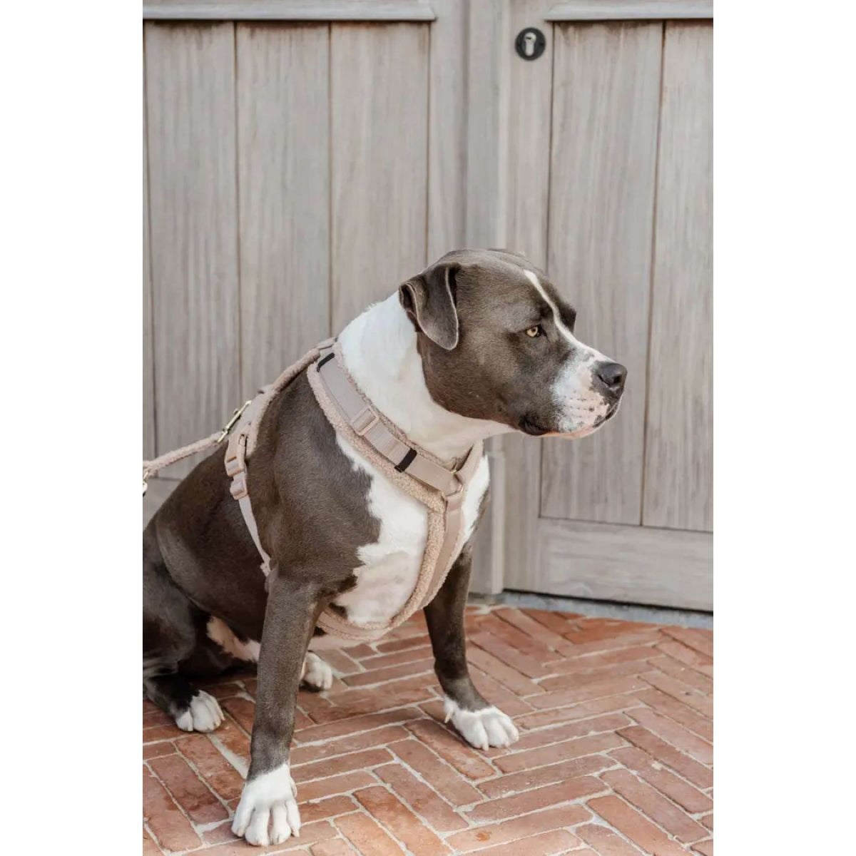 Kentucky Dogwear Arnés Teddy Fleece Beige