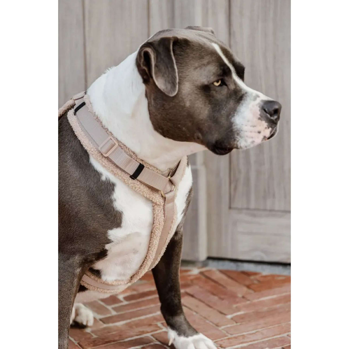 Kentucky Dogwear Arnés Teddy Fleece Beige
