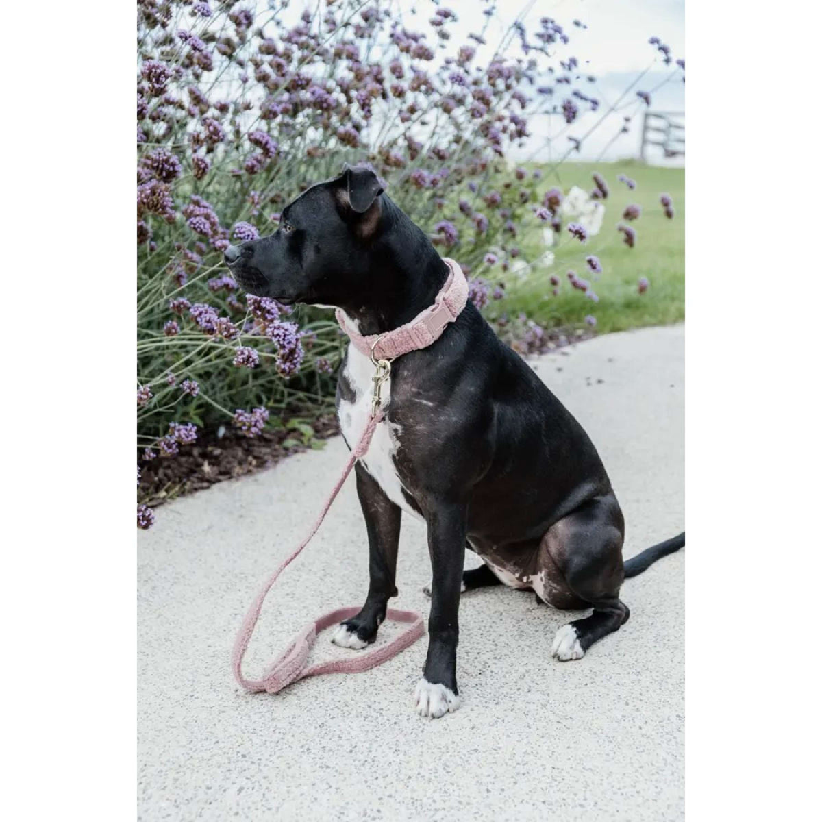 Kentucky Dogwear Correa para Perro Teddy Fleece Rosa Viejo