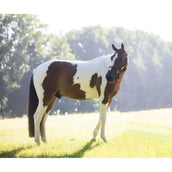 Kentucky Horsewear Relax Horse Toy  alvin