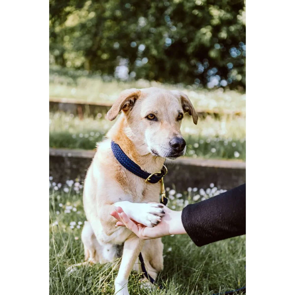 Kentucky Horsewear Halsband Perro Trenzado Nylon Navy