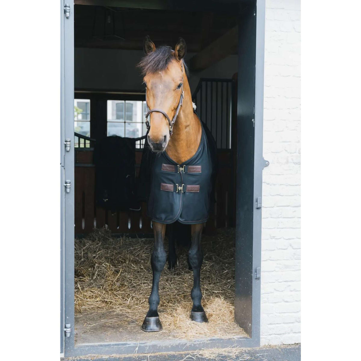 Kentucky Manta Antimoscas Mesh Negro